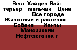 Вест Хайден Вайт терьер - мальчик › Цена ­ 35 000 - Все города Животные и растения » Собаки   . Ханты-Мансийский,Нефтеюганск г.